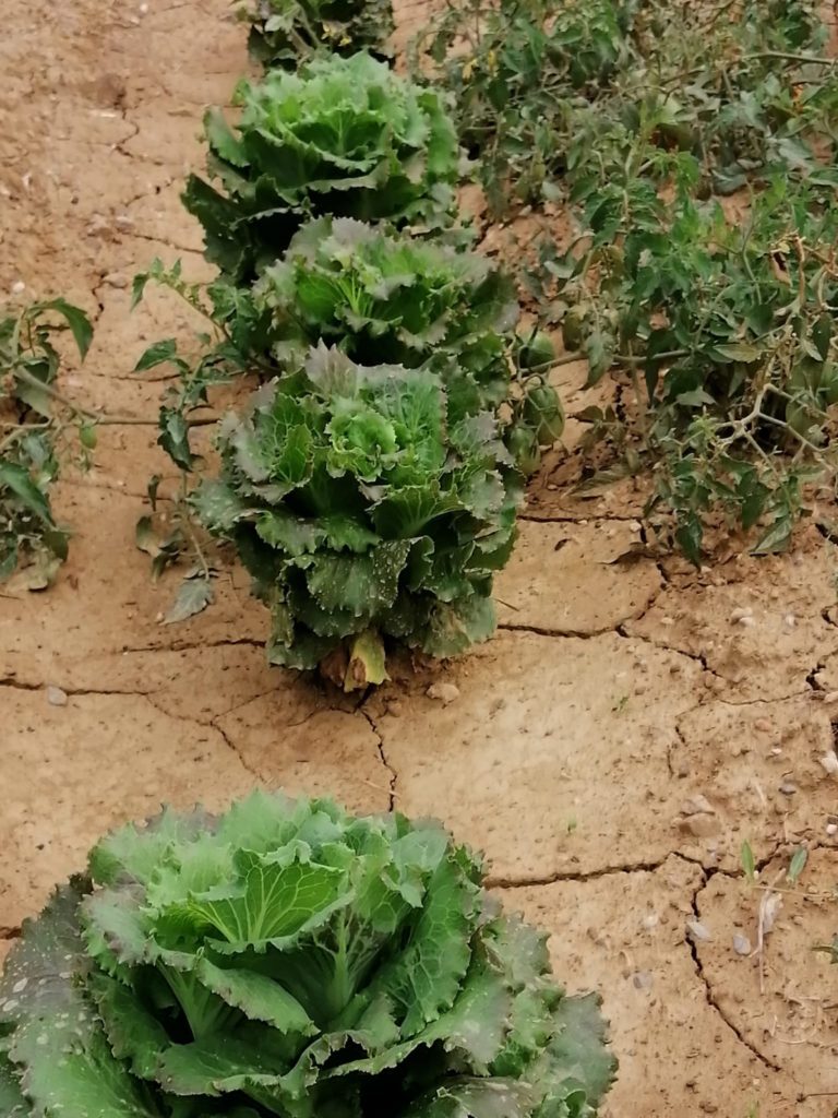 cesti di insalata nell'orto