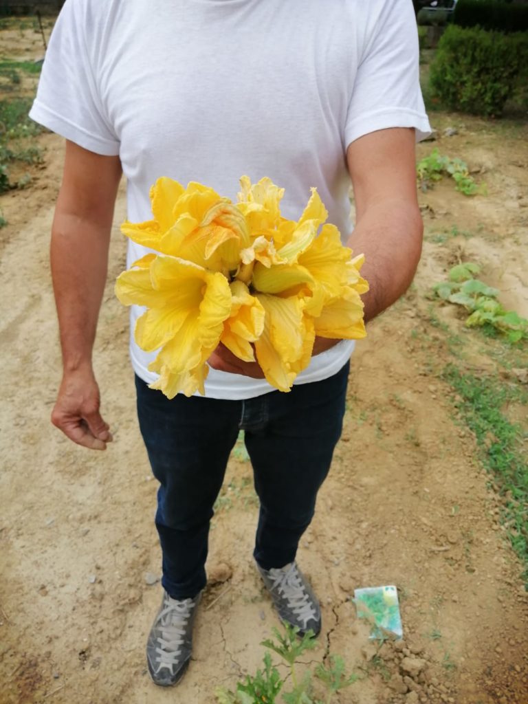 fiori di zucca