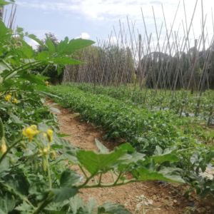 Fondo Povertà – Il Laboratorio di Ortogiardino