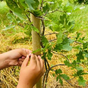 mani che legano una pianta a un palo