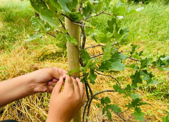 mani che legano una pianta a un palo